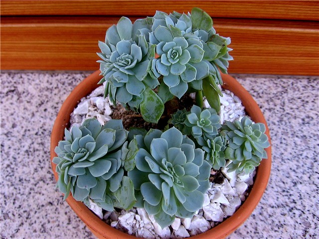 Echeveria pumila